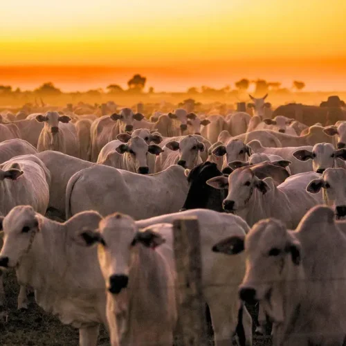 Pecuária no Brasil: Uma Profunda Análise dos Desafios e Avanços na Produção Agropecuária