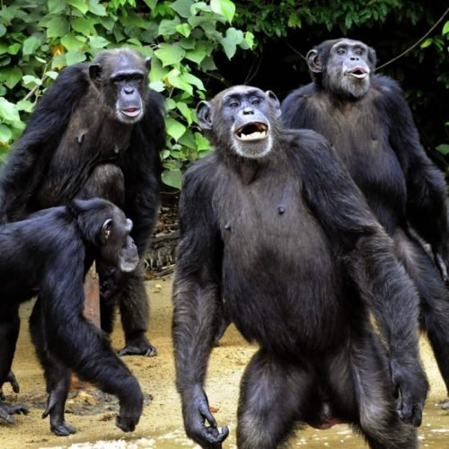 Descortinando a Mente dos Primatas: A Extraordinária Capacidade de Memória dos Chimpanzés em Comparação com a dos Humanos