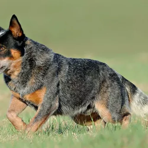 A Fascinante Evolução dos Cães Boiadeiros