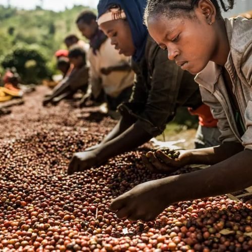 Do Berço Africano ao Café Contemporâneo: Uma Odisseia de Aromas e História